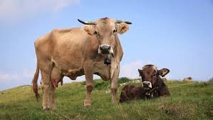 Qurban yang tidak diterima